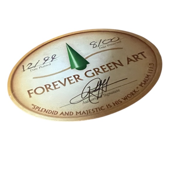 FOREVER GREEN ART Potted Quartet Mini Cypress Tree In‎ Oval Terra Cotta Planter - Picture 12 of 12